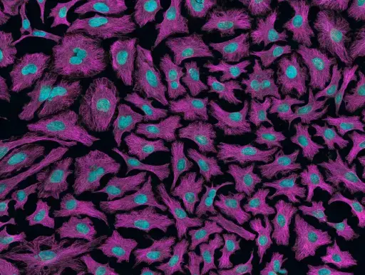Understanding Cancer